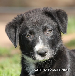 black and white MALE, Rough coat, border collie puppy
